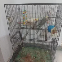 یک جفت عروس هلندی نرو ماده
