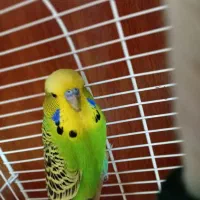 مرغ عشق هلندی مولد