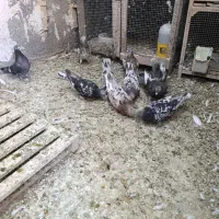 کبوتر سور
