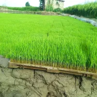 فروش وپرورش ونشاء کاری بذر نشاء سبدی برنج
