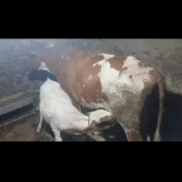 دو عددگاو و گوساله ماده