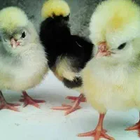 تخم مرغ