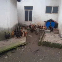 فروش مرغ وجوجه