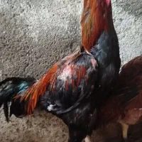خروس لاری تاج مورافغان