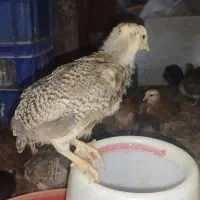 جوجه گلپایگان و راس