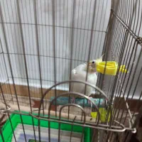 جفت عروس هلندی کار داده