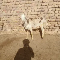 قیمت۴۲۰۰۰۰۰۰