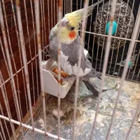 عروس هلندی نر