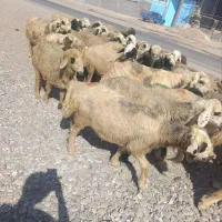 40ارس میش
