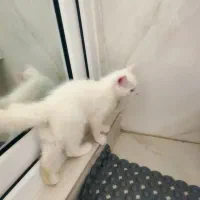 گربه دو رگه قاطی بریتیش اسکاتیش