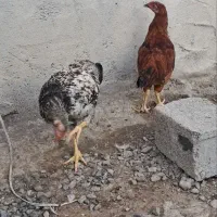 جوجه مرغ