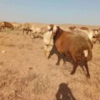 قوچ بذری