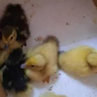 جوجه اردک اسراییلی