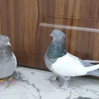 کبوتر سینه ای