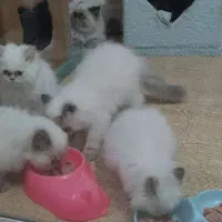 فرشته‌های کوچک هیمالین منتظر شما هستند