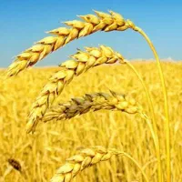 گندم با دستگاه خرمن‌کوب