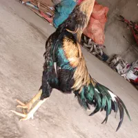 لاری
