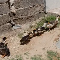 اردک|پرنده|فسا, |دیوار