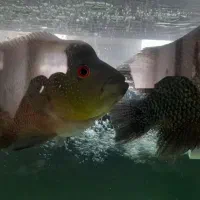 ماهی فلاور