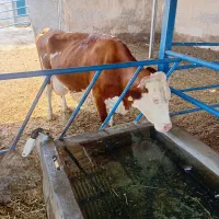 گاوسیمنتال