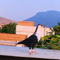 رنگی|پرنده|گنبد کاووس, |دیوار