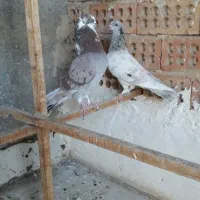 کبوتر پرشی