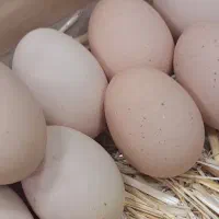 تخم مرغ خانگی