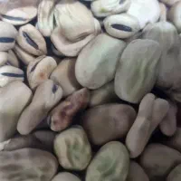 باقلا پزا درجه یک شرطی
