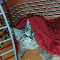 واگذاری دو بچه گربه نر دو ماهه
