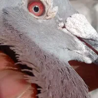 با سلام خدمت دوستان جفت کبوتر مسافتی کار درست