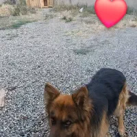 لانه چوبی سگ