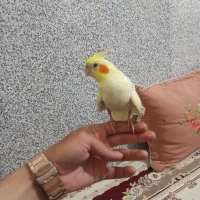 عروس هلندی