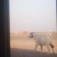 تر.  د بر