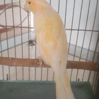 قناری سوپر اماده