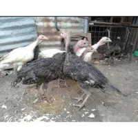 بوقلمون ۵ ماهه