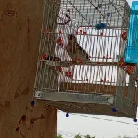 سهره سرسیاه نر