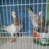 پرنده سار سرور