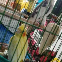 طوطی عروس دوکت و هلندی