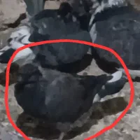 کبوتر گمشده