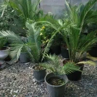 سیکاس|گل و گیاه طبیعی|رشت, کوی مهر|دیوار