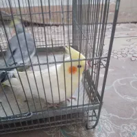 ۱ جفت عروس هلندی بالغ