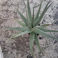 فروش گل الوئه ورا