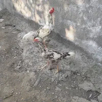 مرغ وخروس لاری