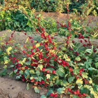 فروش بذر چای ترش عمده