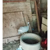 مرغ شاخ دار بوقلمون