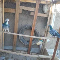 یک جفت مسافتی