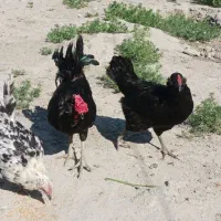مرغ گلین