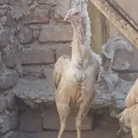 مرغ لاری