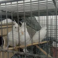 طوطی|پرنده|خرمشهر, |دیوار