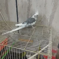 عروس هلندی ‌مرغ‌عشق